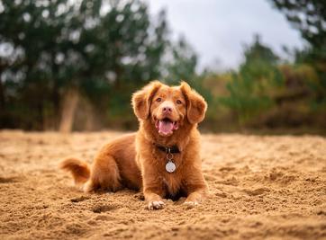 can i use a tile to track my dog